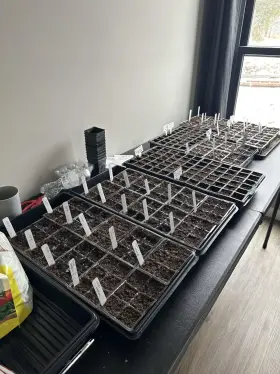 Branded 313021764777 Seed Starting Trays 30 Pack 6 Cell Plant Starter With Drainage Holes Seedling Gr